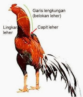 Teknik Melatih Otot Leher Ayam Bangkok