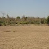 Clear Tital 2000 Acres Land For Sale at Village Koturde & Nerav, Mahad, Maharastra