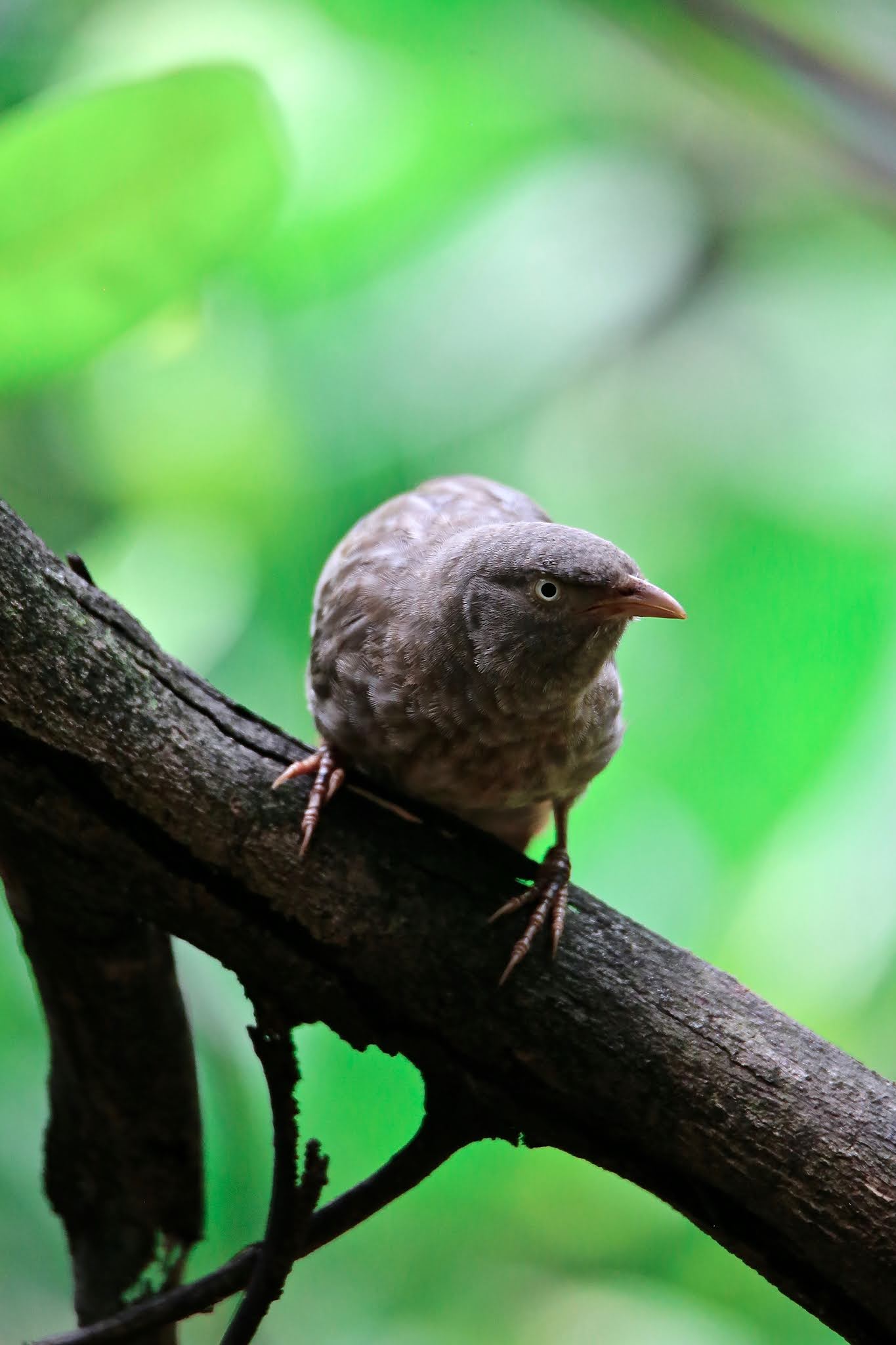 The jungle babbler, Seven Sisters bird image high resolution free