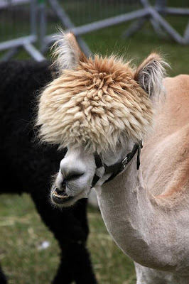 New Wave Alpacas Seen On www.coolpicturegallery.us