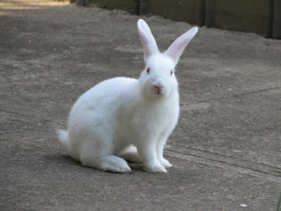 Monmouth, NJ man fined $2K for releasing pet rabbit into wild