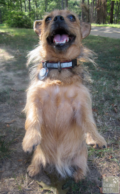 Jada waiting for a Jones Natural Chews Treat