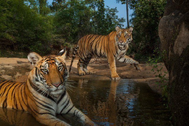 TIGRE-DE-BENGALA - O nome desse gatão se deve à presença dele no Estado de Bengala ocidental, Índia.