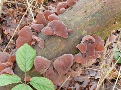 Wood_Ear_Fungus_Mushroom_UK