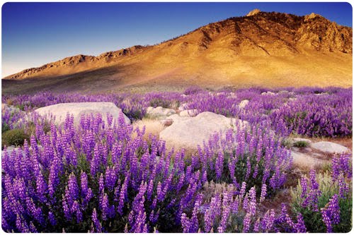 Paisajes Naturales de California (12 fotografías)