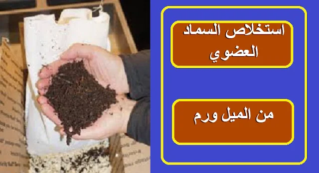 "بعض المعلومات الهامة عن دودة الميل ورم او دودة القباني" "دورة حياة دودة الميل ورم او دودة القباني" " فوائد دودة الميل ورم او دودة القباني" اهم" الاستخدامات الحديثة لدودة الميل ورم او دودة القباني" "عمل مزرعة او مشروع صغير للميل ورم" "طرق انتاج الميل ورم المختلفة" "الطريقة المثالية لتسويق الميل ورم والربح منه" "ما هي مراحل حياة دودة الميل ورم او دودة القباني" "تسويق الميل ورم" "تربية دودة الميل ورم" "دودة القباني" "الميل وورم" "دودة الطحين" "اسعار دودة الميل ورم" "اماكن بيع دود الميل ورم" "سماد الميل ورم" "فوائد سماد الميل ورم" "مشاريع تربية دود الميل ورم" "بيض الميل ورم" شرنقة الميل ورم" "الخنفسة السوداء " "خنفسة الميل ورم" "شرنقة الميل ورم" "غذاء دود الميل ورم" "علف الميل ورم"