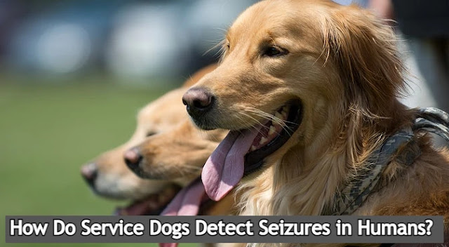 how-do-service-dogs-detect-seizures-in-humans-image