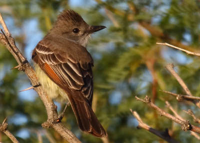 Photo of Ash-throated Flycatcher