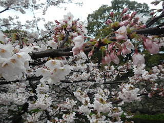 Rain drops on sakura