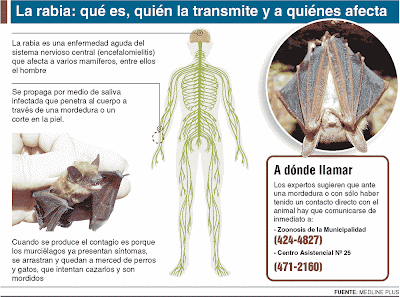 Resultado de imagen para especies que afecta el virus de la rabia