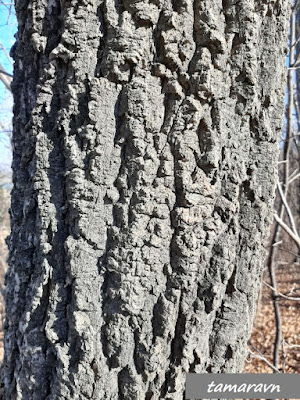 Бархат амурский (Phellodendron amurense)