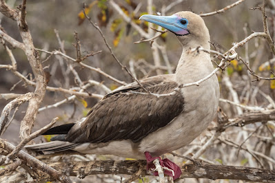 Red-Footed Booby, Genovesa Island