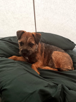 puppy in a tent