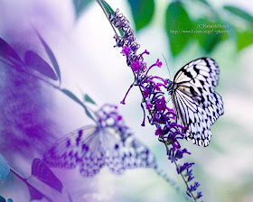 kupu-kupu ungu, kebahagiaan, kupu-kupu