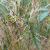 Argiope bruennichi