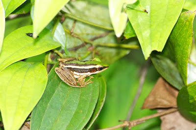 Green Paddy Frog (Hylarana erythraea