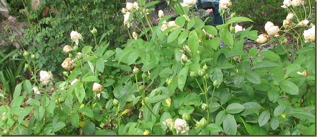IMG_0150 IMG_0150