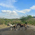 Animales sobre la vía dejan cinco accidentes en Estelí.