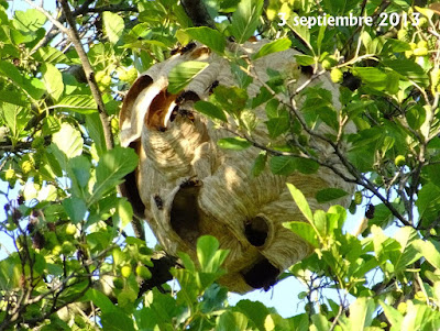 Avispa asiática (Vespa velutina nigrithorax) I parte 