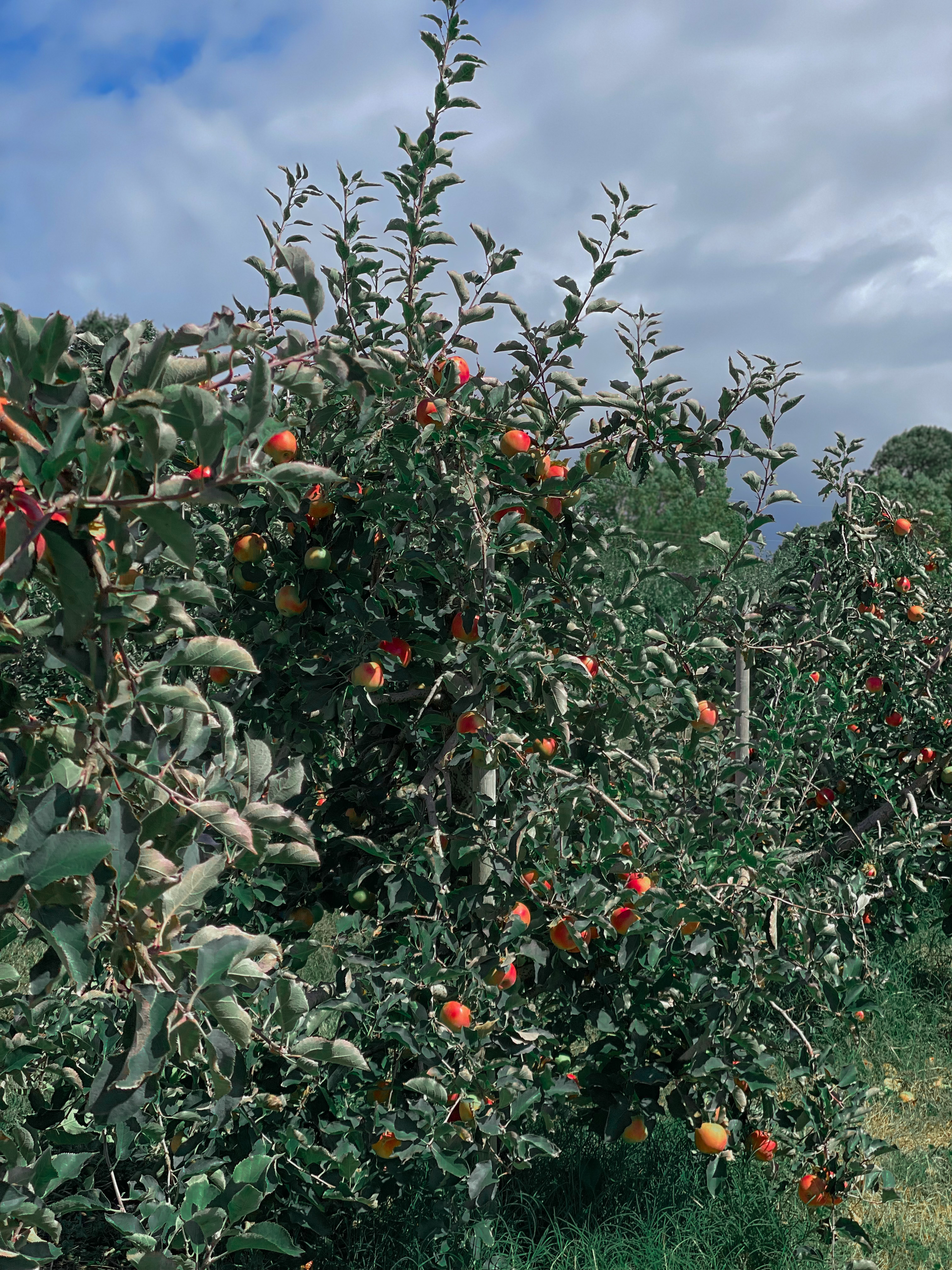 Justus Orchard in Hendersonville