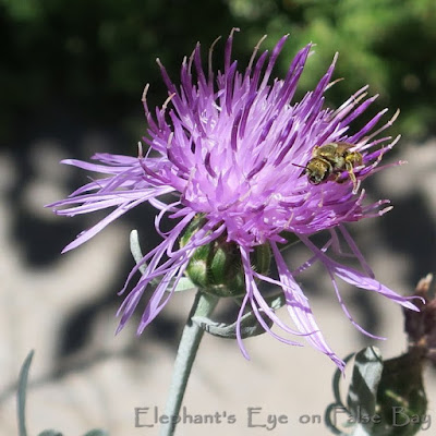 Centaurea flower and bee