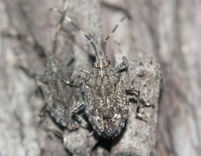 photo of a stink bug close up
