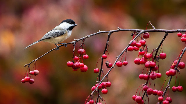 Birds Close-up Chickadee Twig And Berries Autumn HD Wallpaper