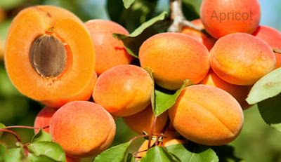 apricot fruit