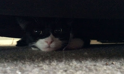 Gracie under the sofa