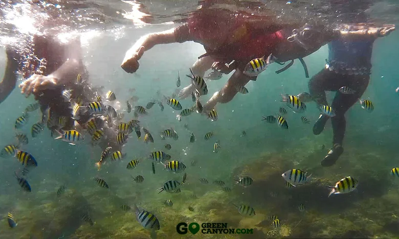 snorkeling di pangandaran