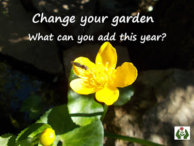 Marsh marigold caltha palustris Change your garden - what can you add this year? Green Fingered Blog
