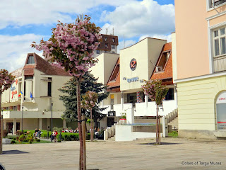 Colorful spring tulips in the Targu Mures City Center. Lalelele din centru orasului Tirgu Mures