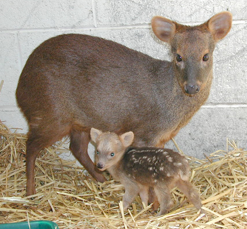 PUDU Facts, Amazing Facts