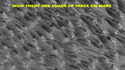 Here are images of trees on Mars.