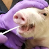 Researchers found new swine flu in pigs in China with human pandemic potential