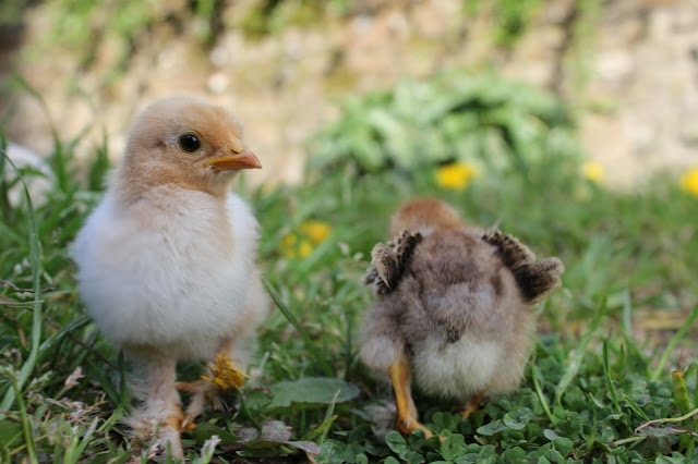 Chamois and Partridge Frizzle Cochin Chicks organically raised