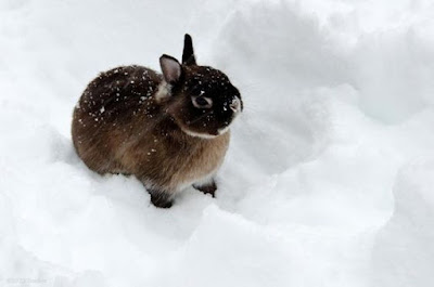 Netherland Dwarf