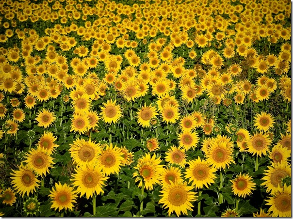 Campo de girasoles