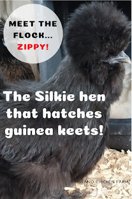 Silkie hen that hatches guinea eggs.
