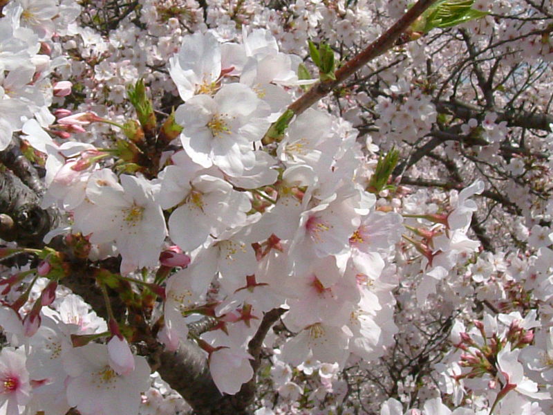 Agroteknologi TERNYATA BUNGA  SAKURA  BISA TUMBUH DI  INDONESIA