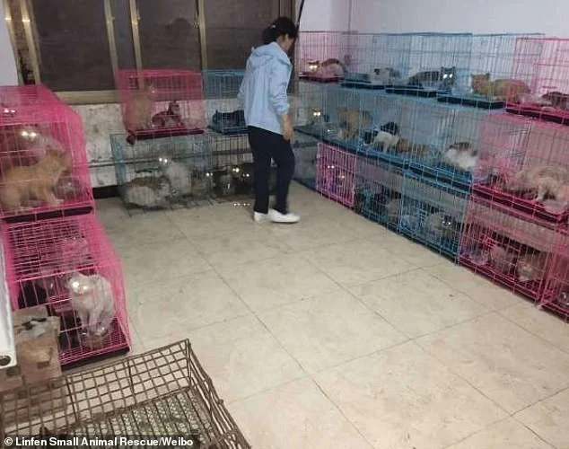 saved cats in china