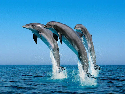 Beautiful Dolphin Normal Resolution HD Wallpaper 9