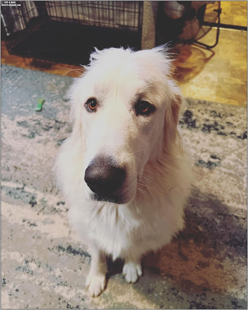 Zeus Pyrenean Mountain Dog