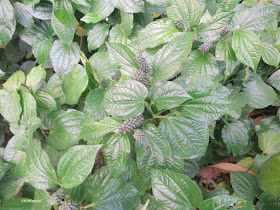 black pepper plant, Piper nigrum