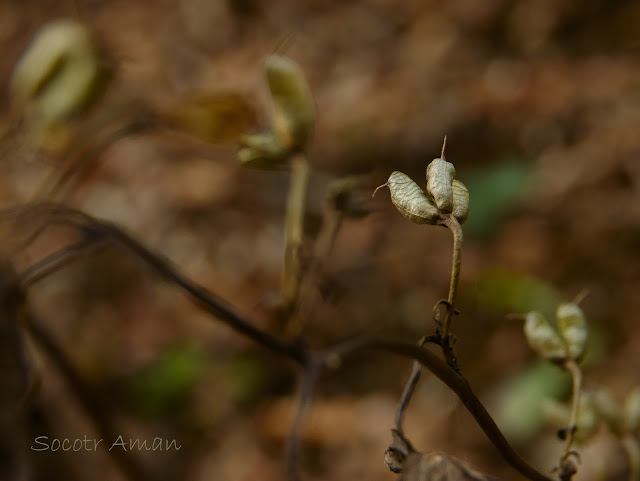 Aconitum nipponicum