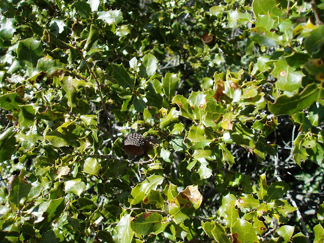 COSCOJA-Quercus-coccifera