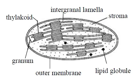 Structure of chloroplast