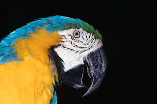 Parrot in The Dark