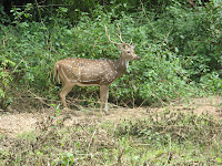 Deer in Bandipur Forest