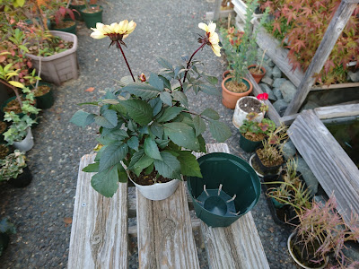 プチダリア　小さな鉢植え